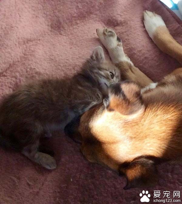 满满的都是爱 超暖心小猫咪守护癫痫狗哥哥