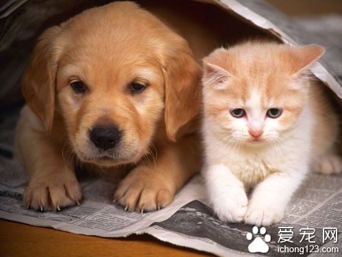 猫狗饭碗乱摆磁场不佳损财运