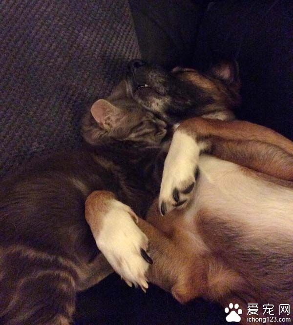 满满的都是爱 超暖心小猫咪守护癫痫狗哥哥