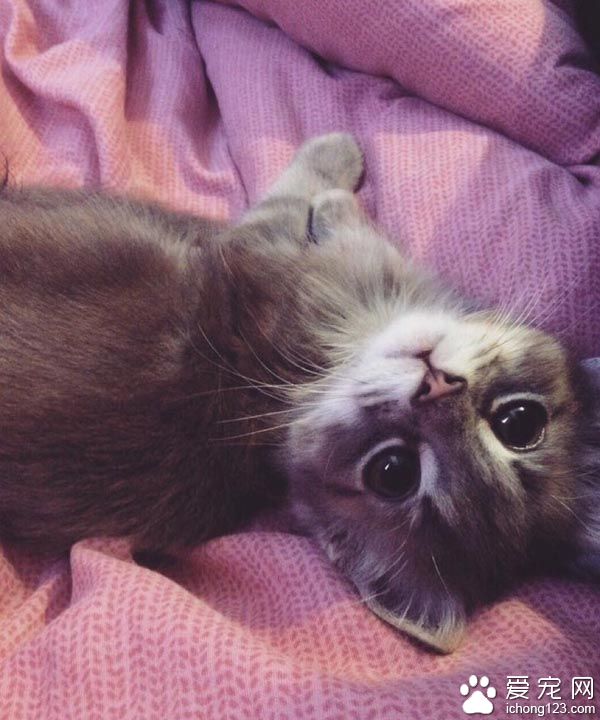 满满的都是爱 超暖心小猫咪守护癫痫狗哥哥