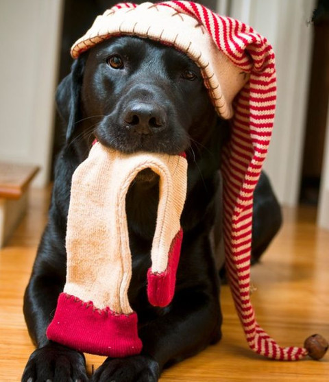一看就知道是只居家汪
