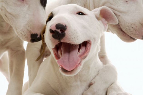 狗意外怀孕怎么办 给狗狗堕胎需要注意哪些