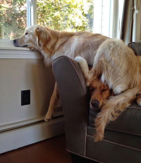 因为坐着看妹纸高度不够，所以要找个狗垫垫脚的么？