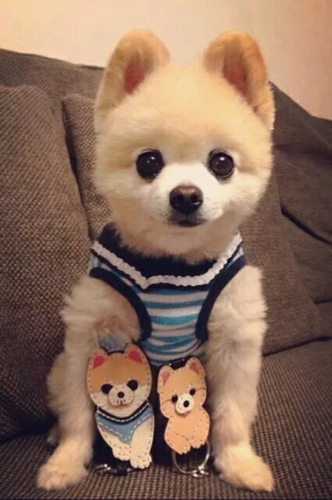 汪星人，看，我有宝宝了！