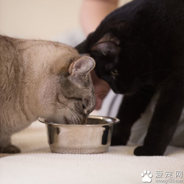 从喵星人的日常互动 可以看出牠们谁是老大!
