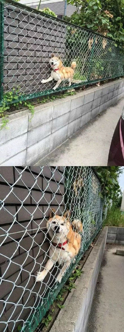 柴犬，一种最容易被卡住的神奇生物~