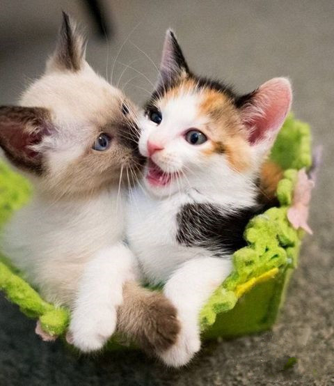 呀 非礼！放开你的咸猫手！