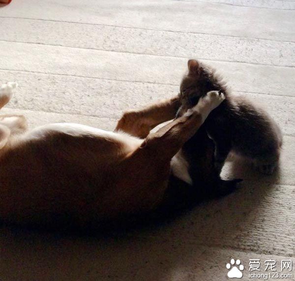 满满的都是爱 超暖心小猫咪守护癫痫狗哥哥
