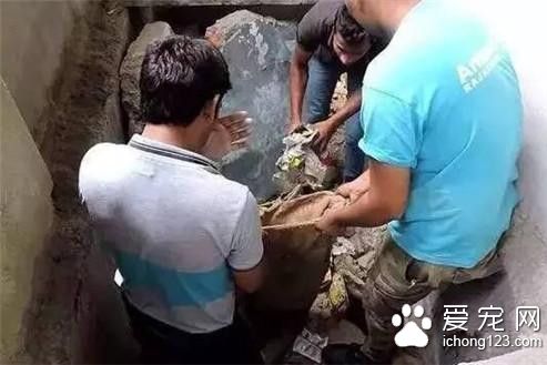 流浪狗因血染垃圾堆被人救助 却仍被遣返回去