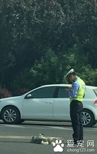大连流浪狗百无聊赖"撩闲"交通警察 疑似被"抄牌"