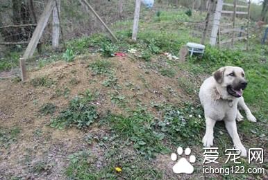 他去祭拜父亲 却发现以前父亲养的狗狗躺在坟上