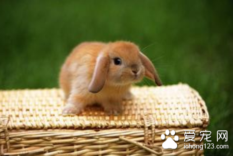 兔子开脚症怎么治 兔舍地板要铺上塑料网