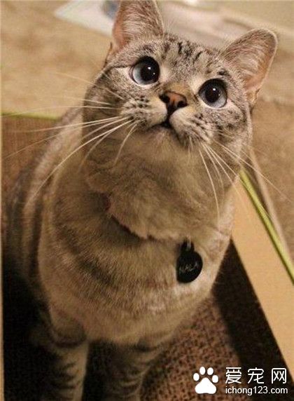 喵星人，本喵有个完美的下巴！