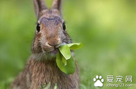 兔子得了毛球症怎么办 可定期喂食木瓜丸