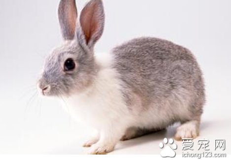 兔子尿血了怎么办 兔子的正常尿液为淡黄色