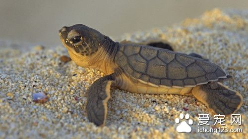 乌龟寄生虫 乌龟锥体虫病的防治方法