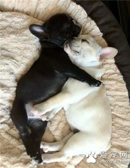 汪星人，相亲相爱