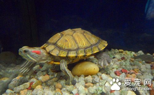 乌龟白眼病怎么治 白眼病的症状及防治方法