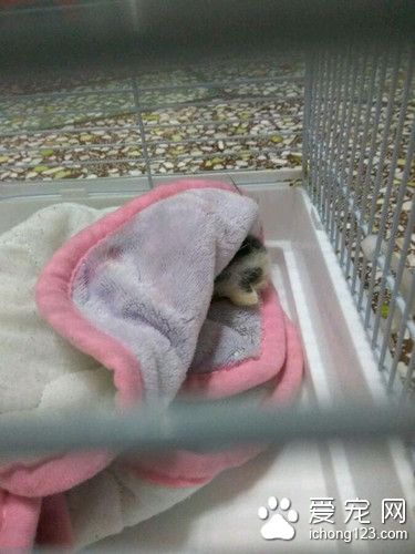 男子把重伤小猫送宠物店 却不管它死活狠心离开