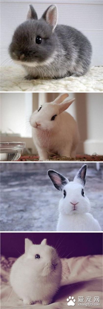 萌哒哒的兔子！