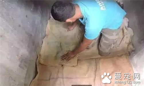 流浪狗因血染垃圾堆被人救助 却仍被遣返回去