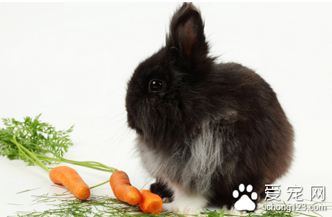 兔子有异食癖怎么办 兔子常见的几种异食癖