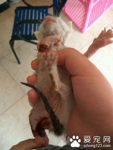 男子把重伤小猫送宠物店 却不管它死活狠心离开