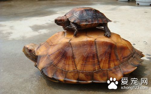 乌龟肠炎怎么治疗 乌龟肠炎病症状及防治方法