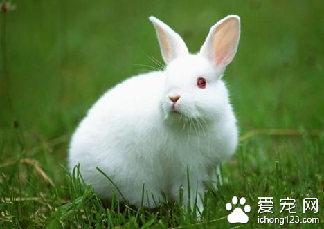 兔子干瘦不长是什么毛病 停止发育最后死亡
