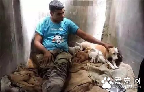 流浪狗因血染垃圾堆被人救助 却仍被遣返回去