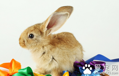 兔子太胖怎么办 兔子饮食的控制最重要