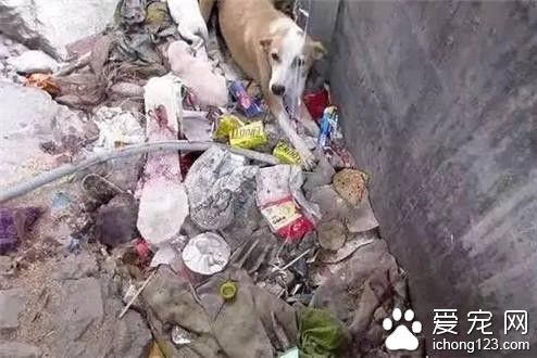 流浪狗因血染垃圾堆被人救助 却仍被遣返回去