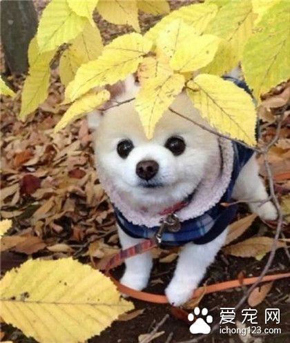 汪星人，呀，被发现了！