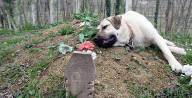 他去祭拜父亲 却发现以前父亲养的狗狗躺在坟上