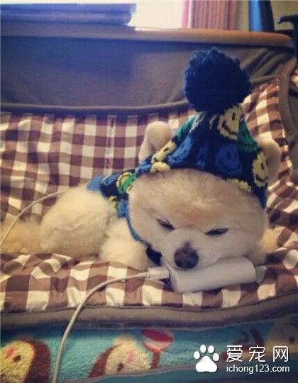 汪星人，嘘！我在充电呢~