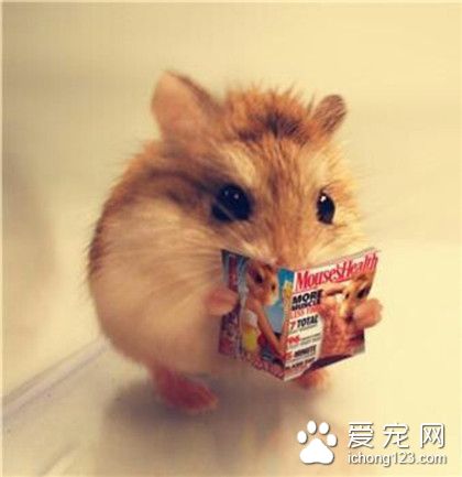 鼠星人，你好用功呀！