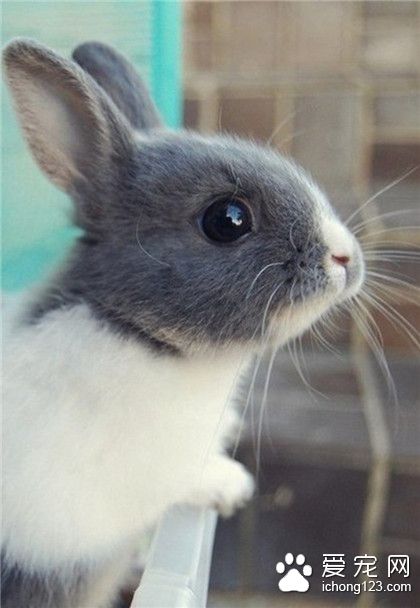 兔兔，在看哪里？