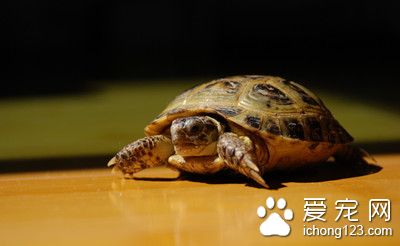 乌龟腐甲怎么治疗 乌龟腐甲的症状及防治方法