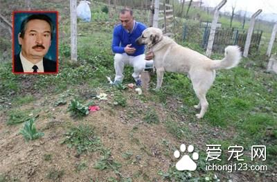 他去祭拜父亲 却发现以前父亲养的狗狗躺在坟上