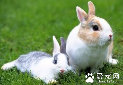 兔子便秘怎么办 必要时用肥皂水或盐水灌肠