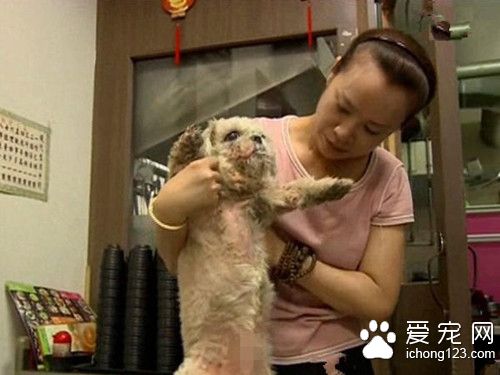 狗狗突然对着顾客狂吠 并帮助老板逃过一劫