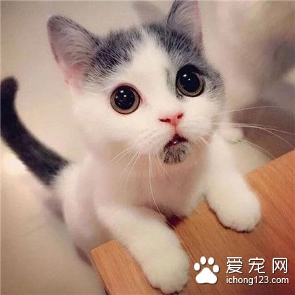 喵星人，呀！谁说我受到了惊吓？