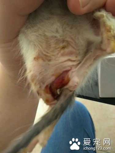 男子把重伤小猫送宠物店 却不管它死活狠心离开