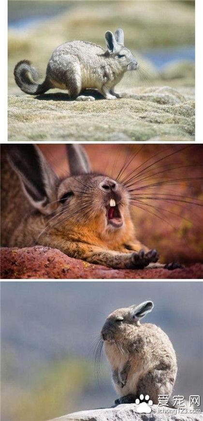这货可不是兔纸哦！它是睡不醒的山绒鼠 ！