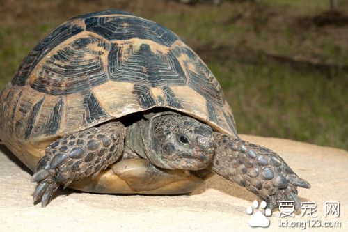 乌龟疾病防治 乌龟出血病的症状及防治方法