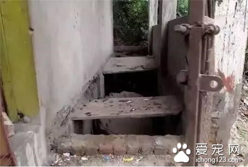 流浪狗因血染垃圾堆被人救助 却仍被遣返回去