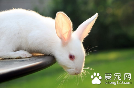 兔子的常见病 详解兔子的常见疾病和防治方法