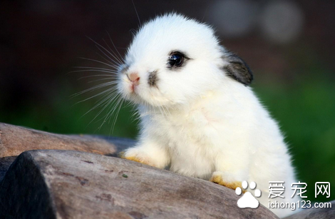 兔疥螨病的防治 本病关键在于早期控制
