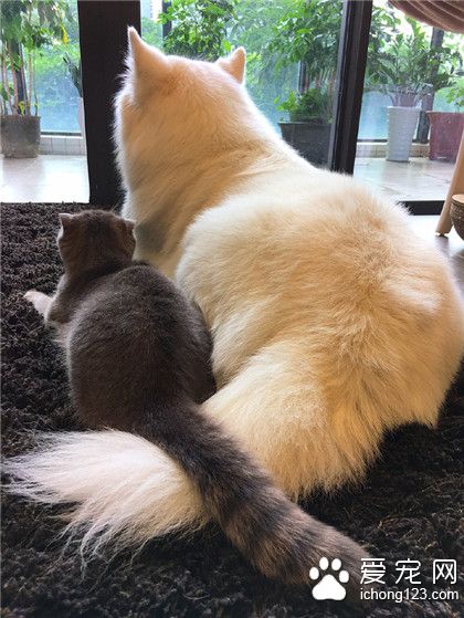 好萌呀，两条尾巴！