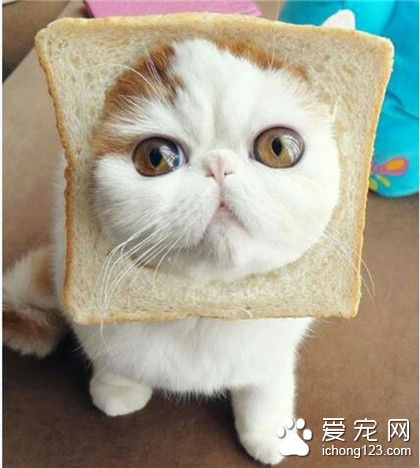 喵星人，看！我是一块夹心吐司！